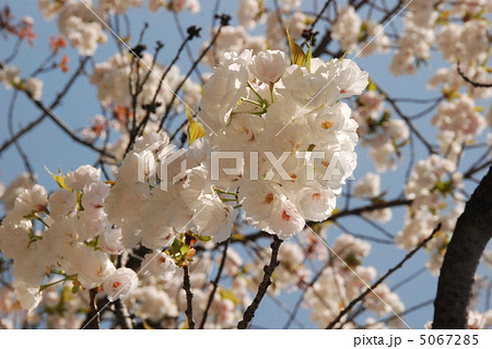 満開の桜(二条城・桜の園/京都市中京区) 満開の桜(二条城・桜の園/京都市中京区) 5067285