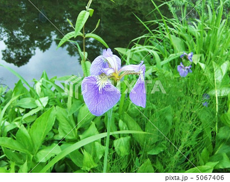 檜扇菖蒲 5067406