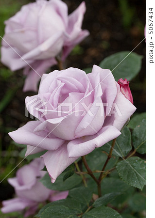 バラ　（ブルームーン） 5067434