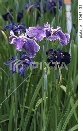 花菖蒲 花菖蒲 5067455