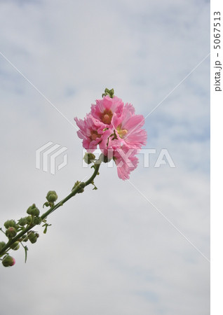 芙蓉の花 芙蓉の花 5067513