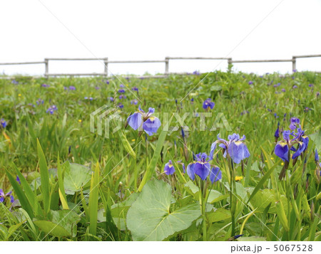 原生花園あやめヶ原 5067528