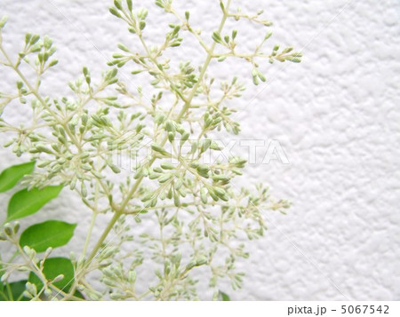 シマトネリコ 5067542