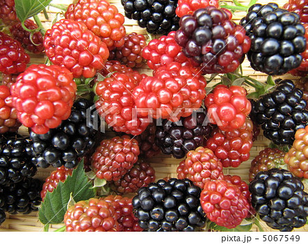 ブラックベリー ブラックベリー 5067549