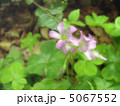 紫片喰 5067552