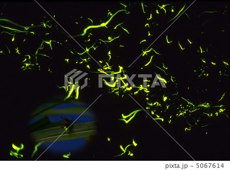 蛍の光 蛍の光 5067614