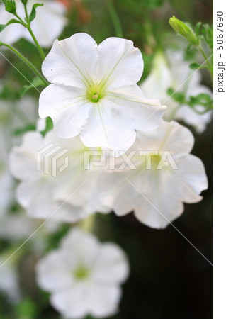 ベゴニア 5067690