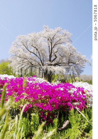 枝垂れ桜と芝桜 枝垂れ桜と芝桜 5067818