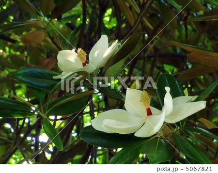 タイサンボクの花 タイサンボクの花 5067821