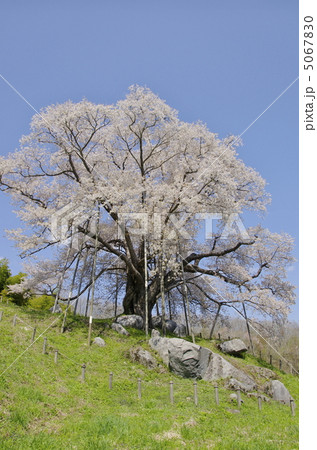 越代の枝垂れ桜 5067830