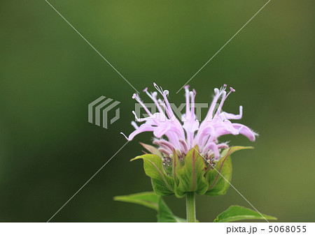 薄紫のモナルダ 5068055