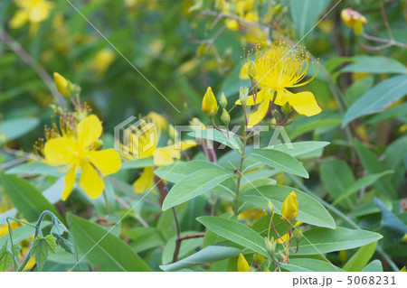 ビヨウヤナギ 5068231