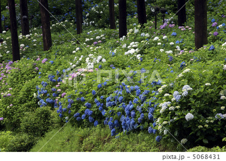 京都　宇治　三室戸寺　紫陽花　 5068431