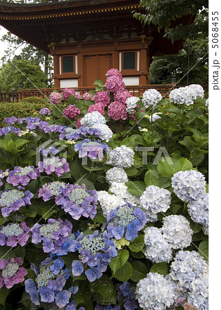 奈良　橿原　久米寺　紫陽花　 5068455