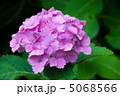 紫陽花(紫) 紫陽花(紫) 5068566