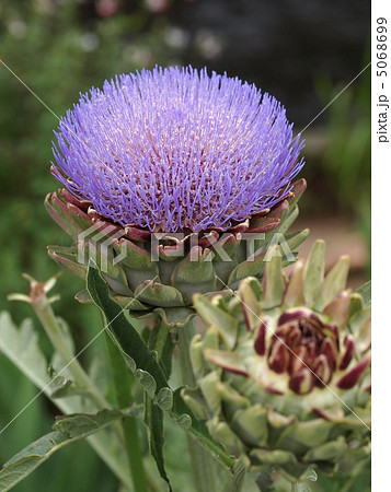 アーティチョークの花 アーティチョークの花 5068699