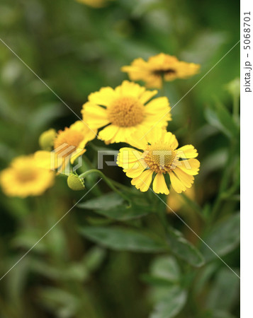 ヘレニウムの花 5068701