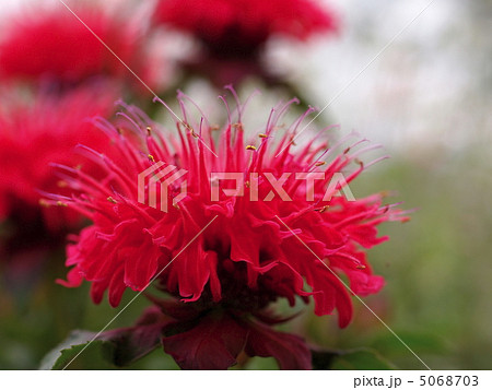 ベルガモットの花 5068703