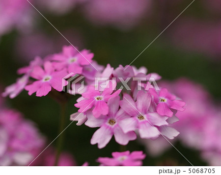 バーベナの花 5068705