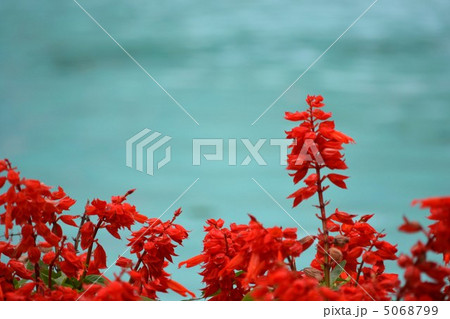 サルビア 5068799