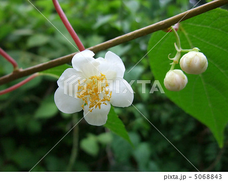 マタタビの花 5068843