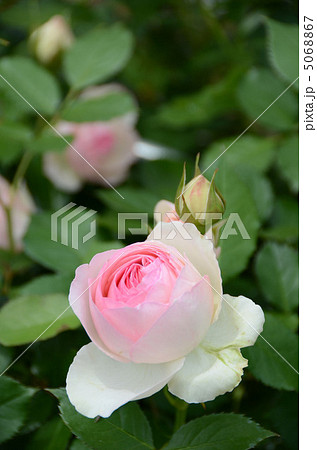バラの花アップ バラの花アップ 5068867