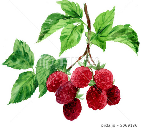 blackberry1271pix 5069136