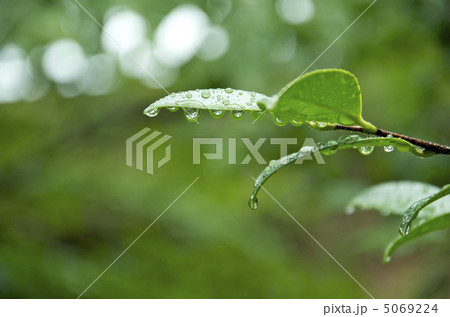 雨に濡れた若葉 5069224