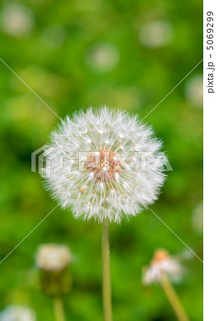 タンポポの綿毛 タンポポの綿毛 5069299