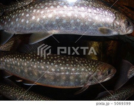 岩魚 岩魚 5069399