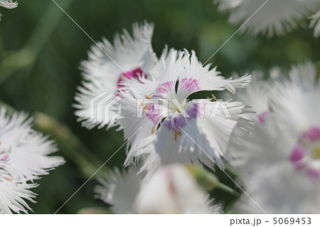 タツタナデシコ 5069453