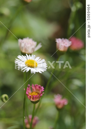 ペラペラヨメナ ペラペラヨメナ 5069464