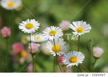 ペラペラヨメナ 5069467