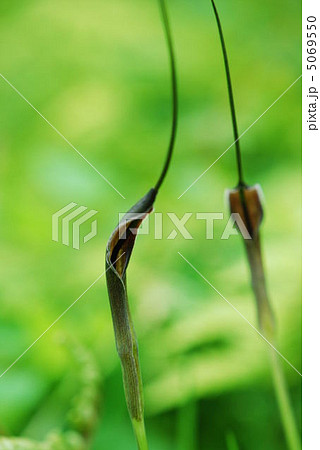 カラスビシャク 5069550