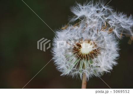タンポポの綿毛 5069552