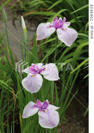 奈良県宇陀市にある「花の郷滝谷」の花菖蒲 5069639