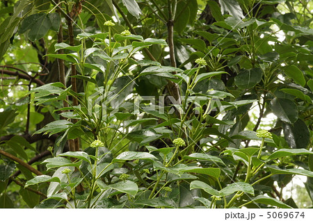 カクレミノの蕾 カクレミノの蕾 5069674