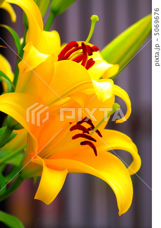 黄色の明るいユリの花 黄色の明るいユリの花 5069676