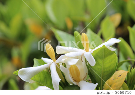 クチナシ 5069710