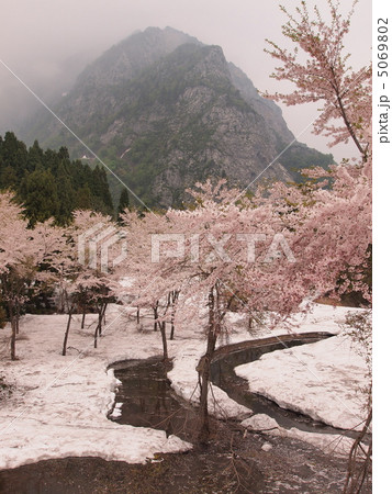 残雪と桜 残雪と桜 5069802