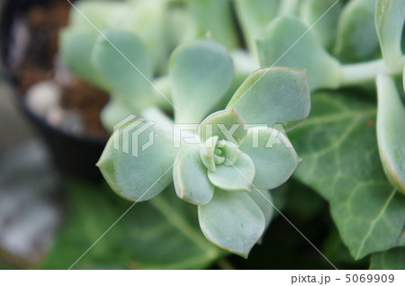 白牡丹 白牡丹 5069909