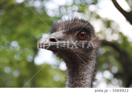 エミュー エミュー 5069922