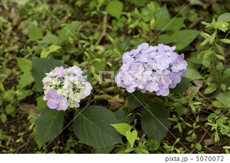 紫陽花 5070072