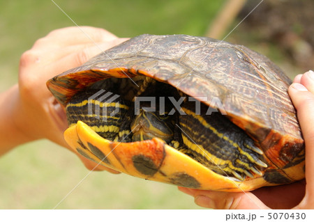カメ カメ 5070430