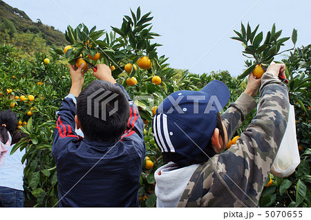 秋のみかん狩り 秋のみかん狩り 5070655