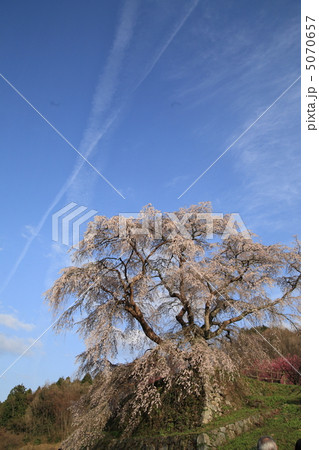 又兵衛桜 5070657