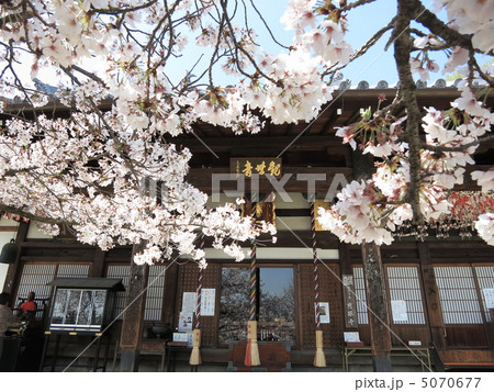 野崎観音の桜 野崎観音の桜 5070677