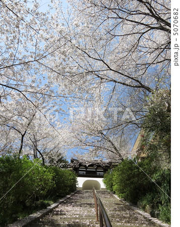 野崎観音の桜 5070682
