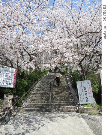 野崎観音の桜 5070683