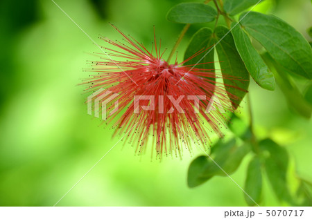 合歓の木 5070717